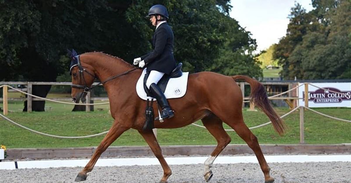 what are the two horse breeds best for english dressage?